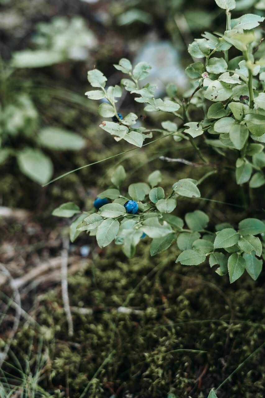 Heidelbeeren