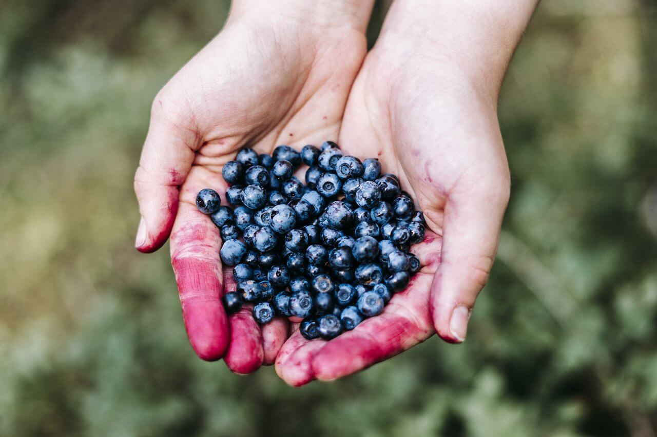 Heidelbeeren pflücken